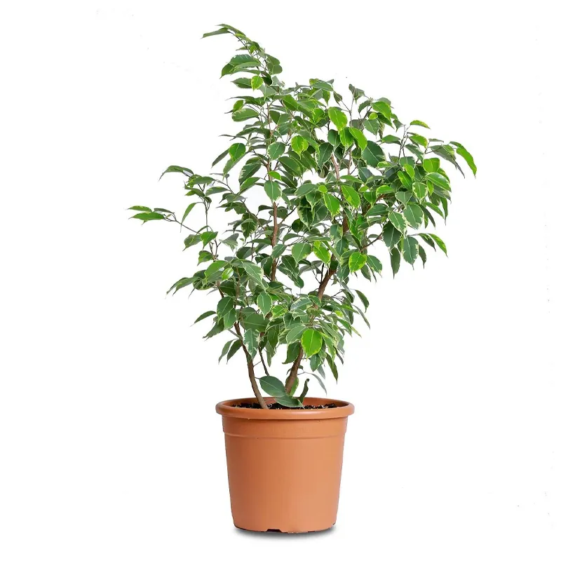 Горшечный фикус Бенджамина Кинки